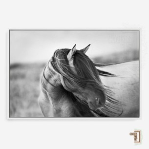 Gracia Feroz | Fotografía B&N Animales | Cuadros Fine Art