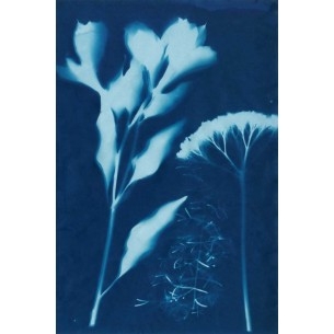 Cianotipo no 15 | Cuadro Botánico | Cuadros Fine Art