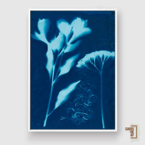 Cianotipo no 15 | Cuadro Botánico | Cuadros Fine Art