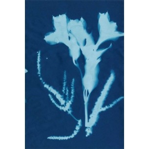 Cianotipo no 17 | Cuadro Botánico | Cuadros Fine Art