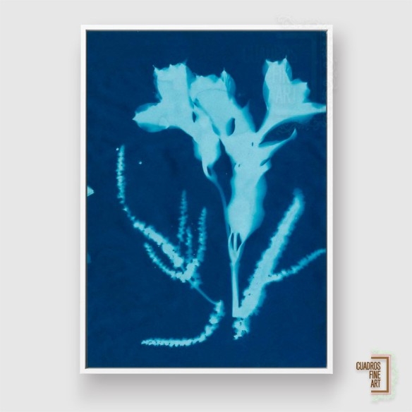 Cianotipo no 17 | Cuadro Botánico | Cuadros Fine Art