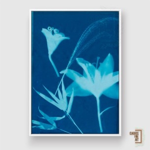 Cianotipo No.19 | Fotografía Botánica | Cuadros Fine Art