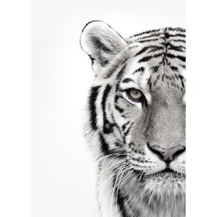 Tigre blanco