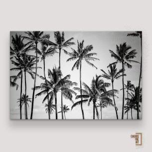 Paraíso de Palmas 2