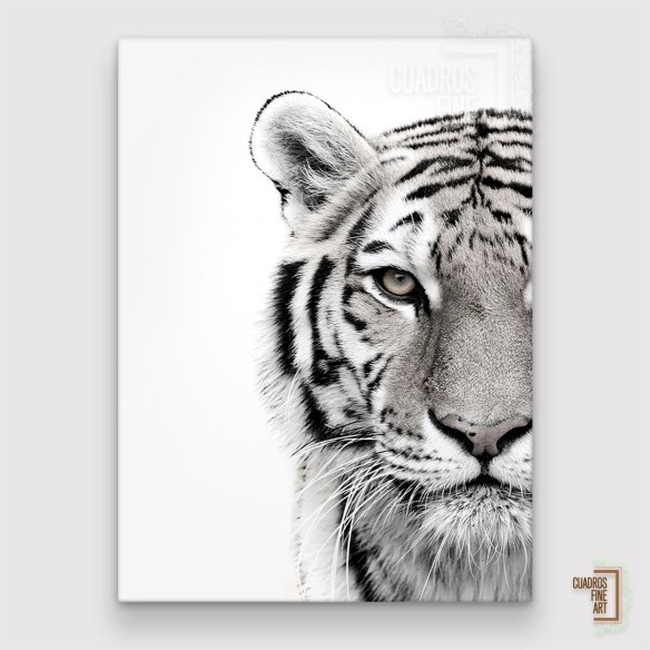 Tigre blanco | Cuadro Tigre Blanco y Negro | Cuadros Fine Art