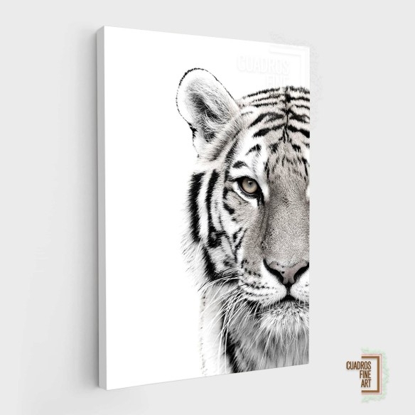 Tigre blanco | Cuadro Tigre Blanco y Negro | Cuadros Fine Art